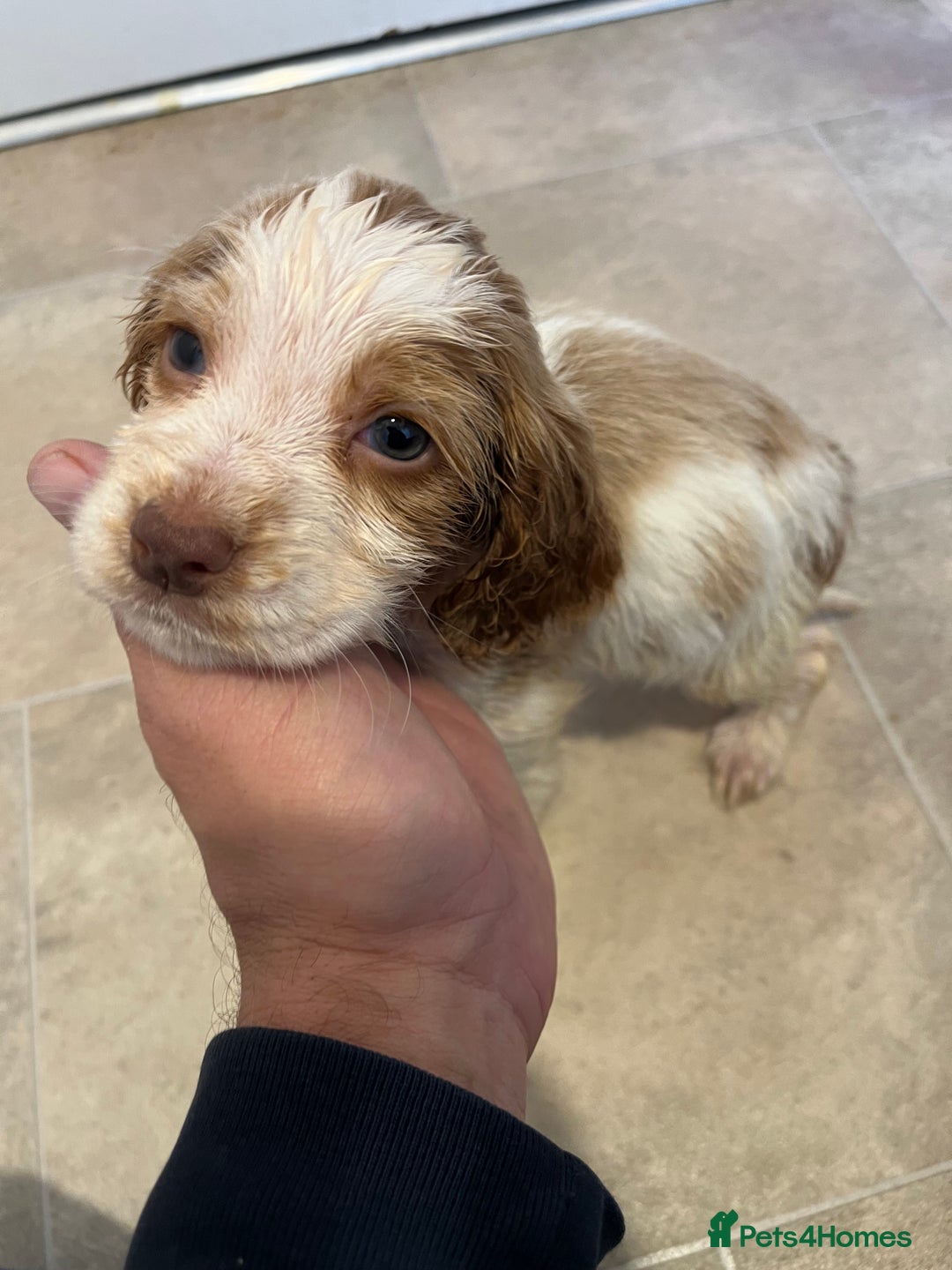 Cocker Spaniel dogs for sale: Beautiful Lemon & Brown Cocker Spaniel Puppies  - Image 3