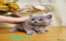 British Shorthair cats for sale: Last 4 male British Short-hair/long hair kittens  - Image 17