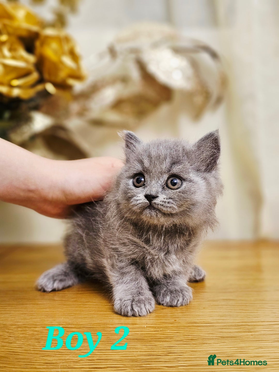 British Shorthair cats for sale: Last 4 male British Short-hair/long hair kittens  - Image 17