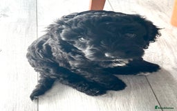 Cockapoo dogs for sale: Cockapoo puppies  - Image 4