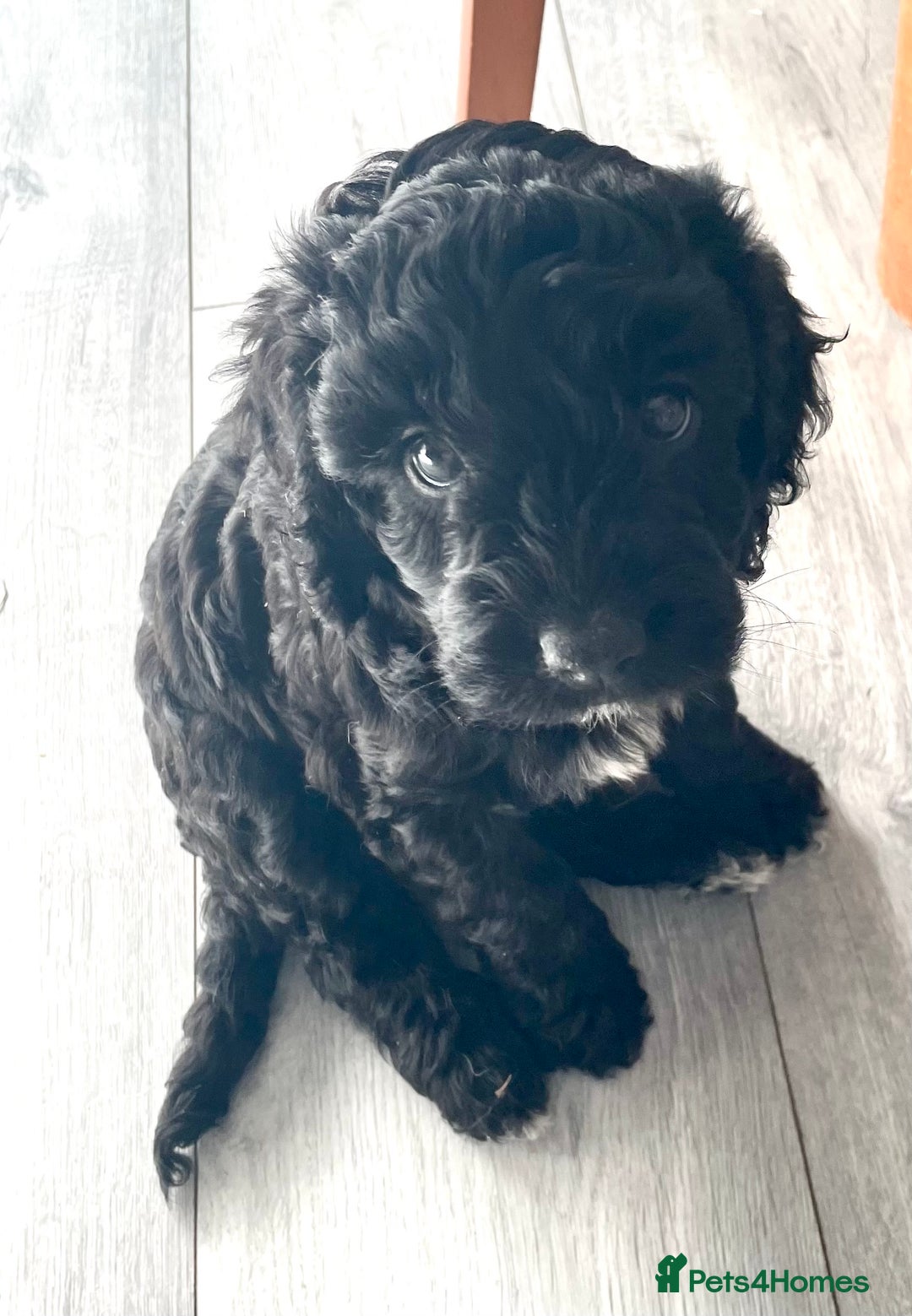 Cockapoo dogs for sale: Cockapoo puppies  - Image 4