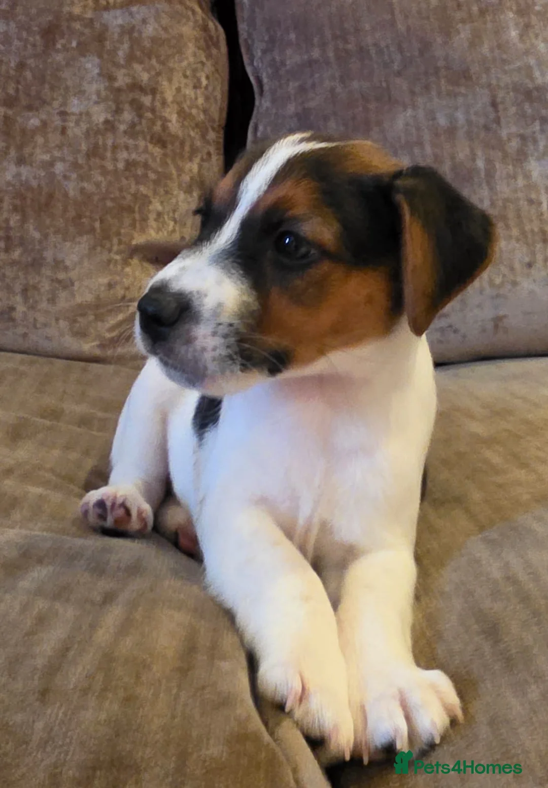 Parson Russell dogs for sale: Parson Russell terrier (health tested) - Advert 2