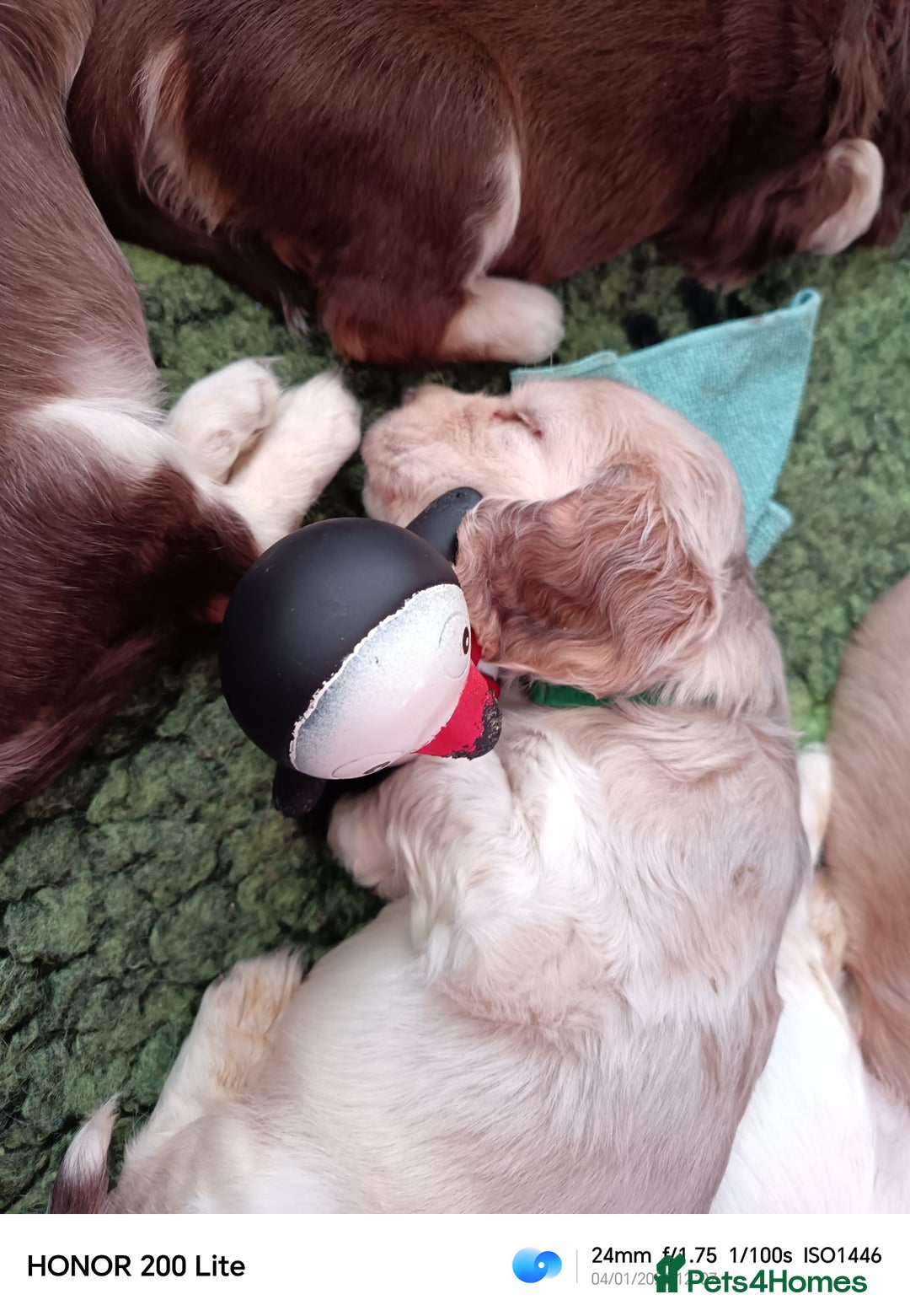 Cocker Spaniel dogs for sale: Show type Cocker Spaniel puppies - Advert 26
