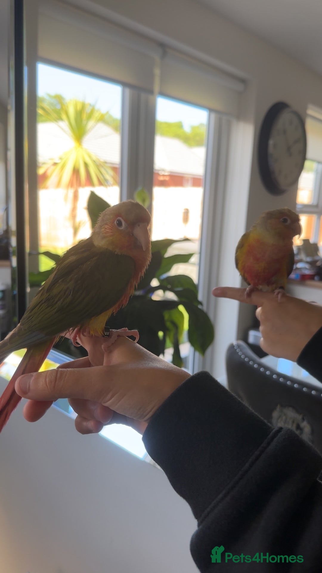 Conures birds for sale: Green Cheek Conure for sale 11months old £850 - Advert 14