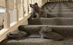 British Shorthair cats for sale: British shorthair - Image 1