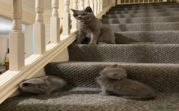 British Shorthair cats - Advert 3