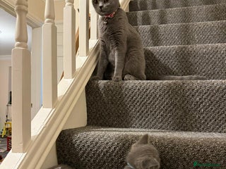 British Shorthair cats - Advert 7