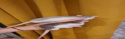 Rat rodents for sale: Baby rats - Advert 4