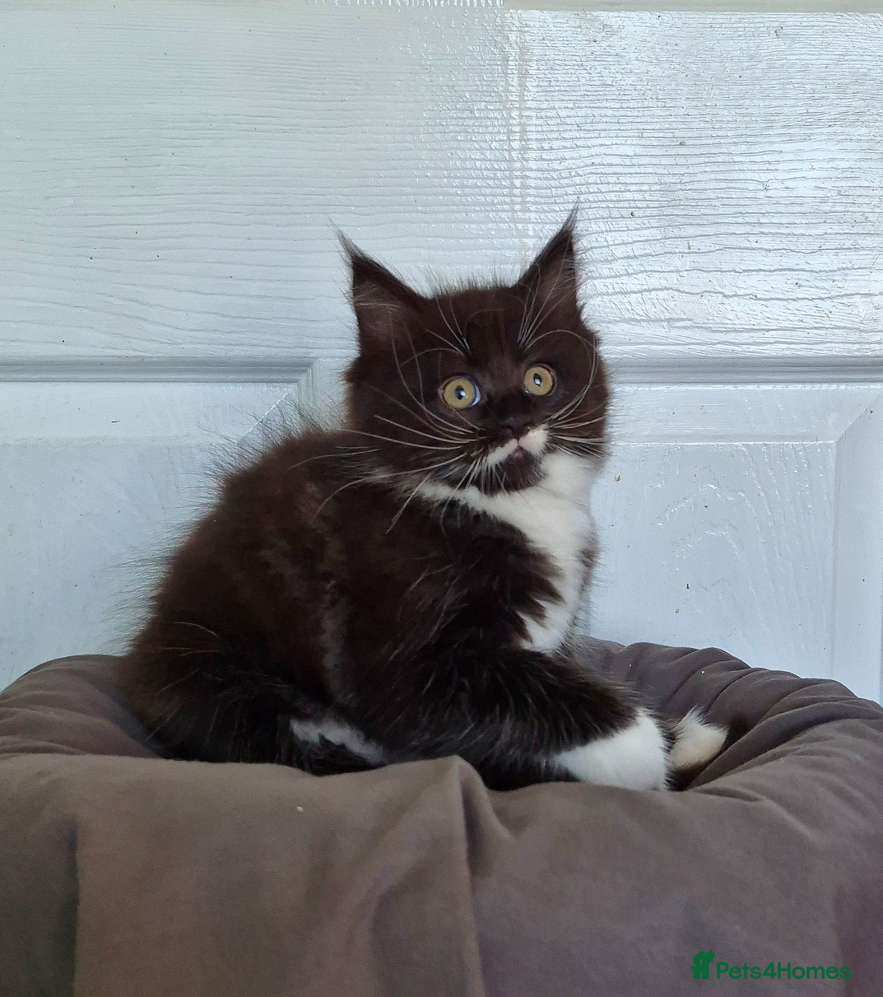 Ragcoon cats Confident Friendly Ragcoons Kittens  - Advert 1