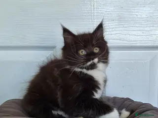 Ragcoon cats Confident Friendly Ragcoons Kittens - Advert 1