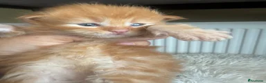 Maine Coon 1