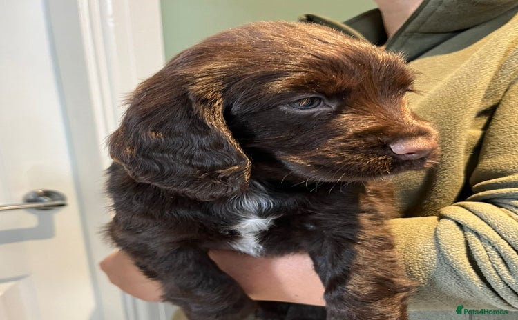 Cocker Spaniel dogs - Advert 4