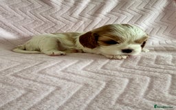 Cavalier King Charles Spaniel dogs for sale: Beautiful Ruby and Blenheim cavalier puppies - Image 6