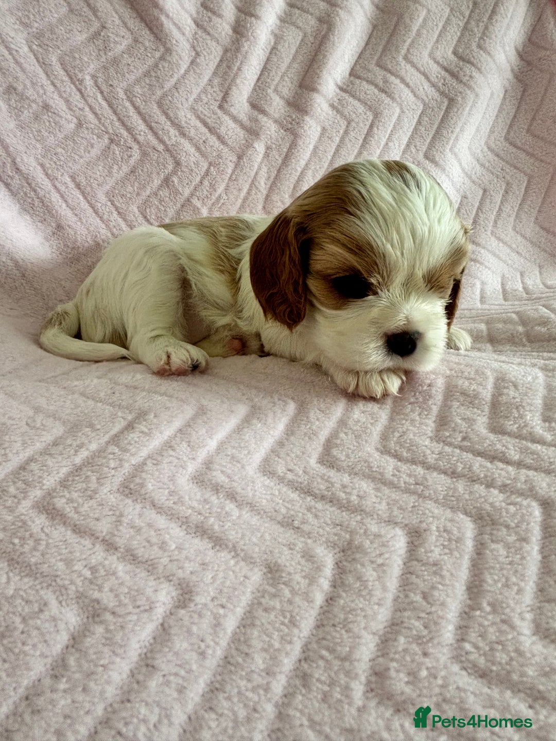 Cavalier King Charles Spaniel dogs for sale: Beautiful Ruby and Blenheim cavalier puppies - Image 6