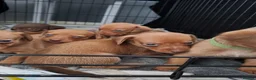 Chiweenie dogs for sale: Dachshund  - Advert 8