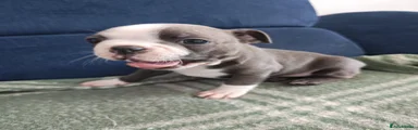 Boston Terrier 3