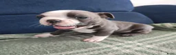 Boston Terrier dogs for sale: Handsome Boston Terrier looking for forever home   in Bury Saint Edmunds - Advert 14