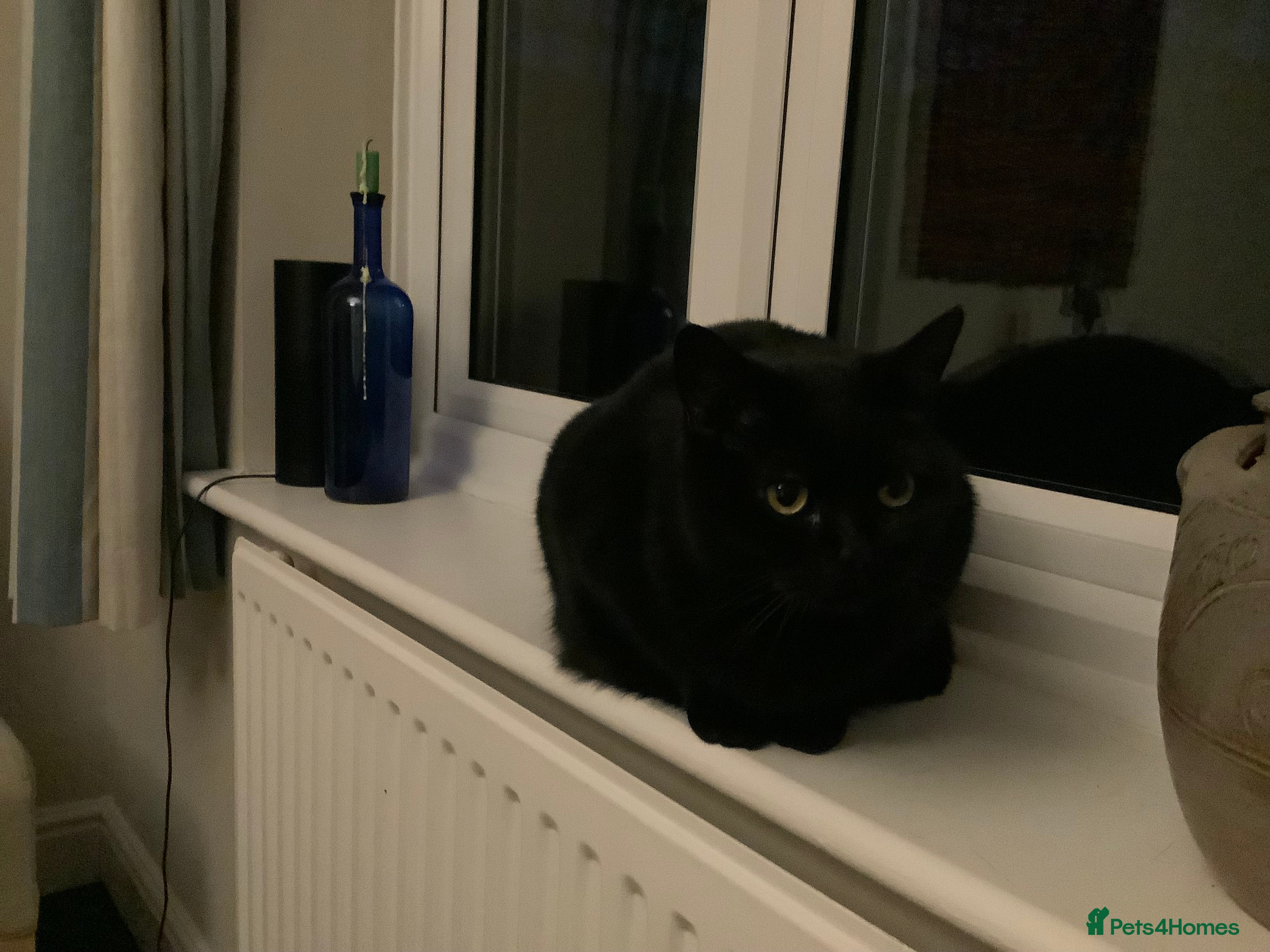 British Shorthair cats Jynx the pretty cat - Advert 11