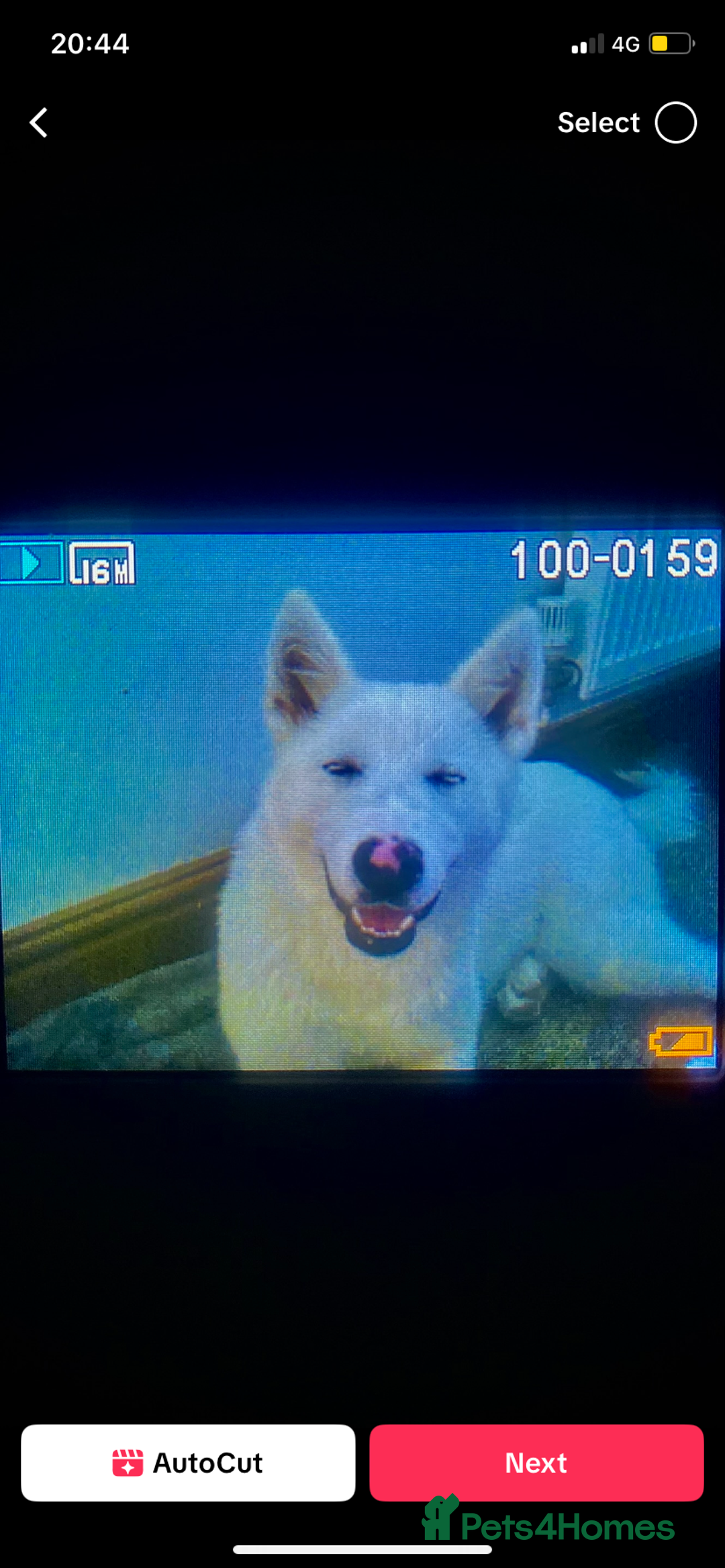 Mixed Breed dogs for sale: White Female Akita  - Image 9