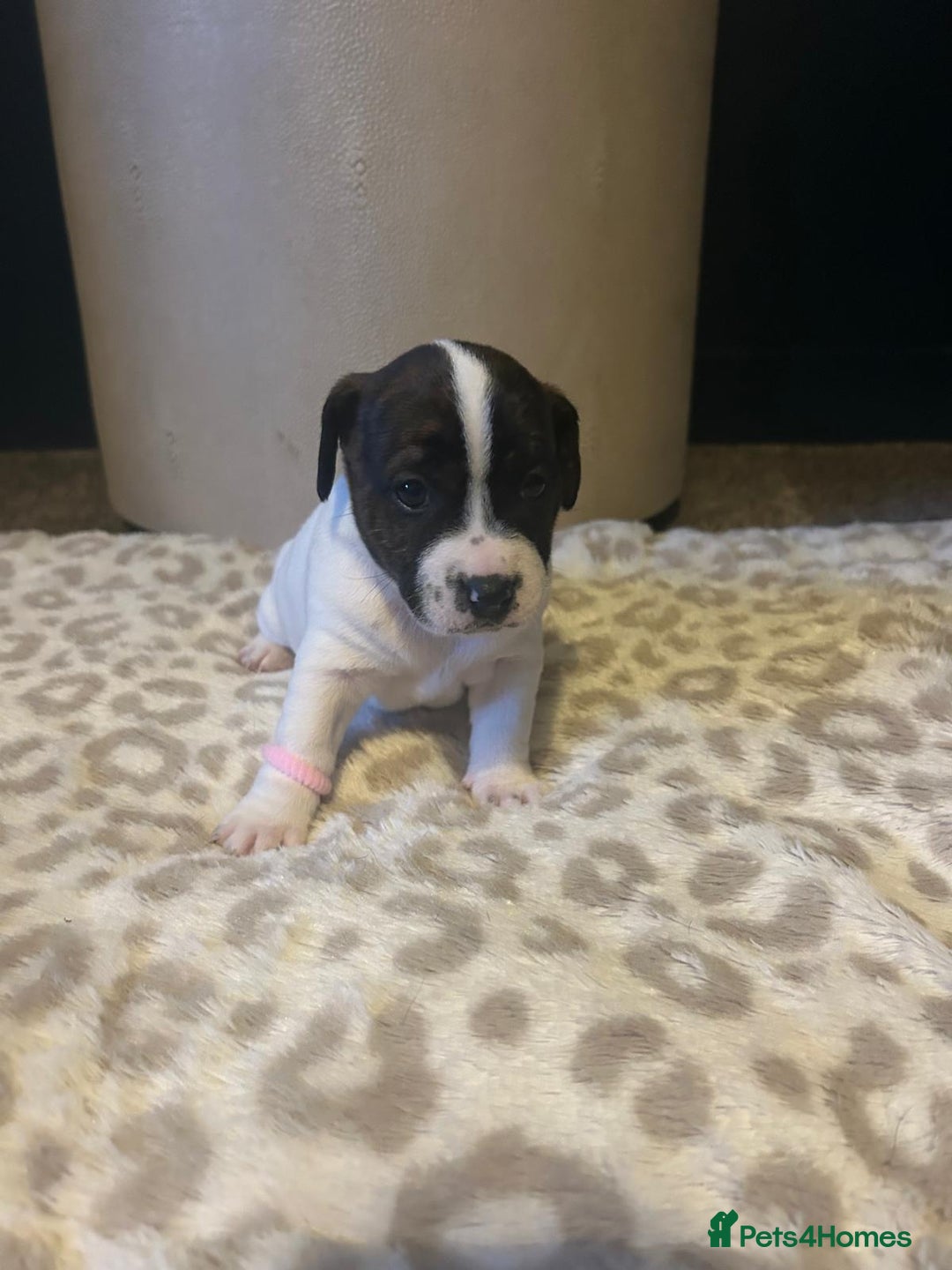 Mixed Breed dogs for sale: Jackastaff - Advert 3