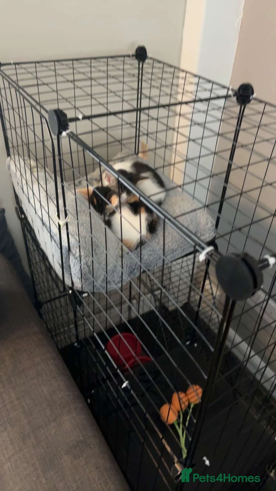 Mixed Breed cats for sale: Shadow & Storm - Advert 2