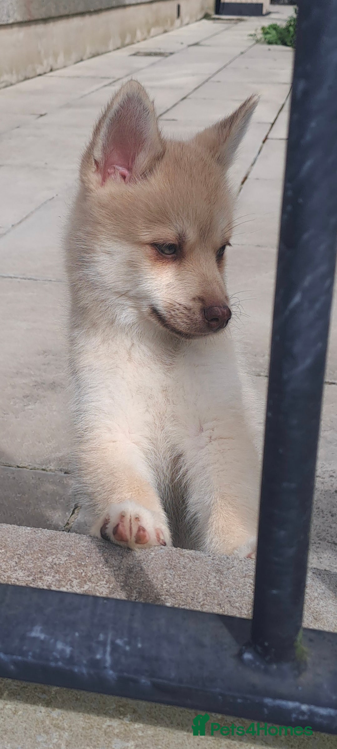 Pomsky dogs for sale: Fully vaccinated, 3 F4 Pomskies. Well socialised. - Image 31