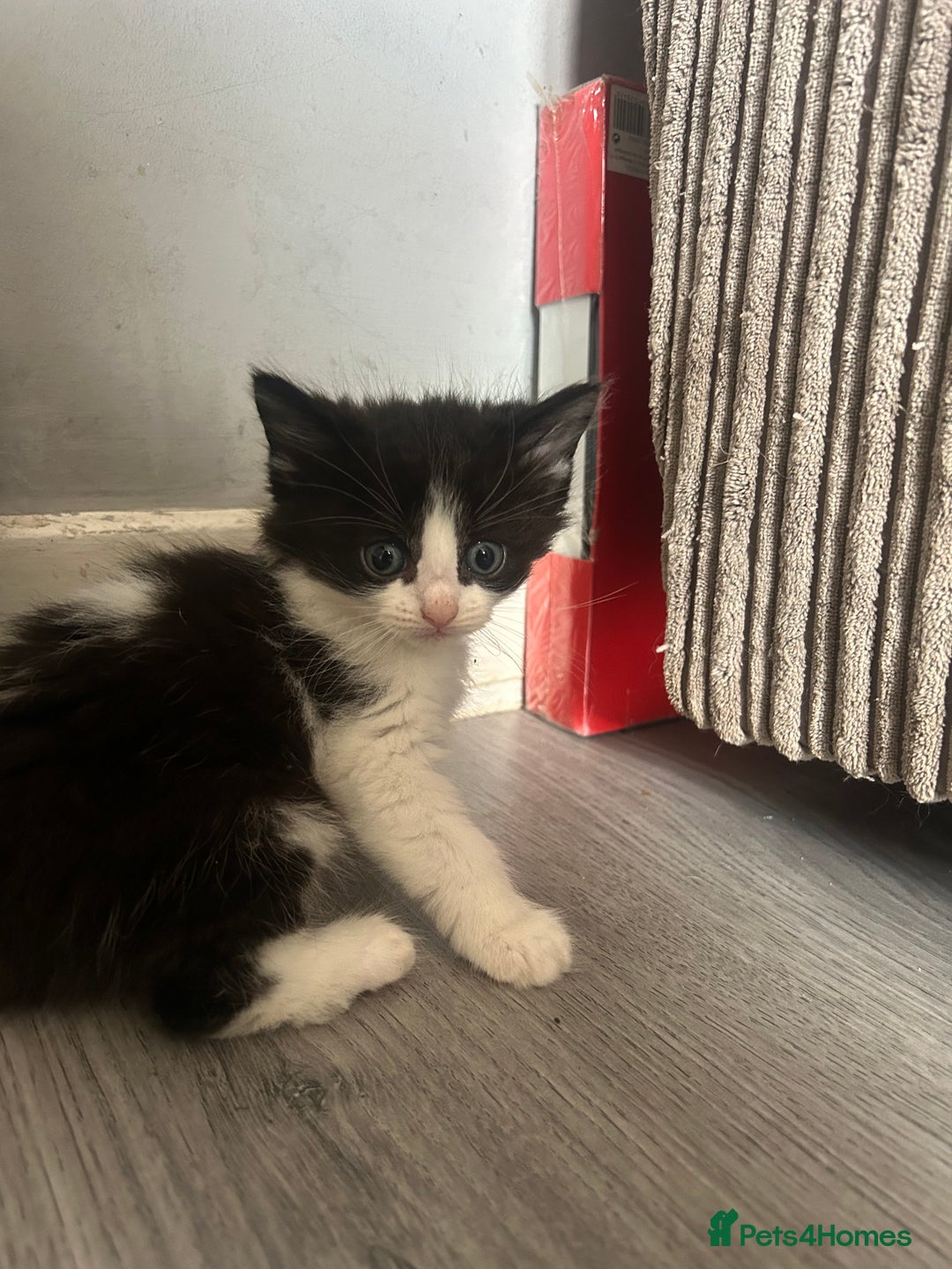 Maine Coon cats for sale: Kittens for sale  - Image 6