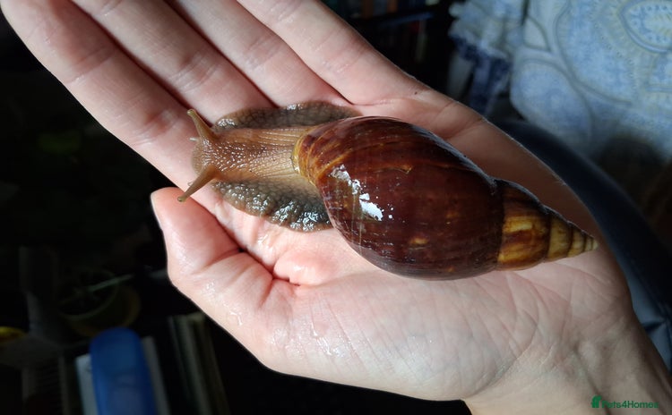 Snails invertebrates - Advert 1
