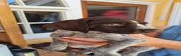 German Wirehaired Pointer dogs for sale: German Wire Haired Pointers - Advert 9