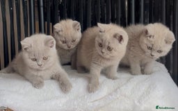 British Shorthair cats for sale: Beautiful Lilac BSH champion Line kittens - Image 6