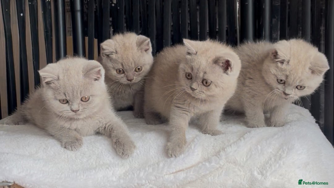British Shorthair cats for sale: Beautiful Lilac BSH champion Line kittens - Image 6