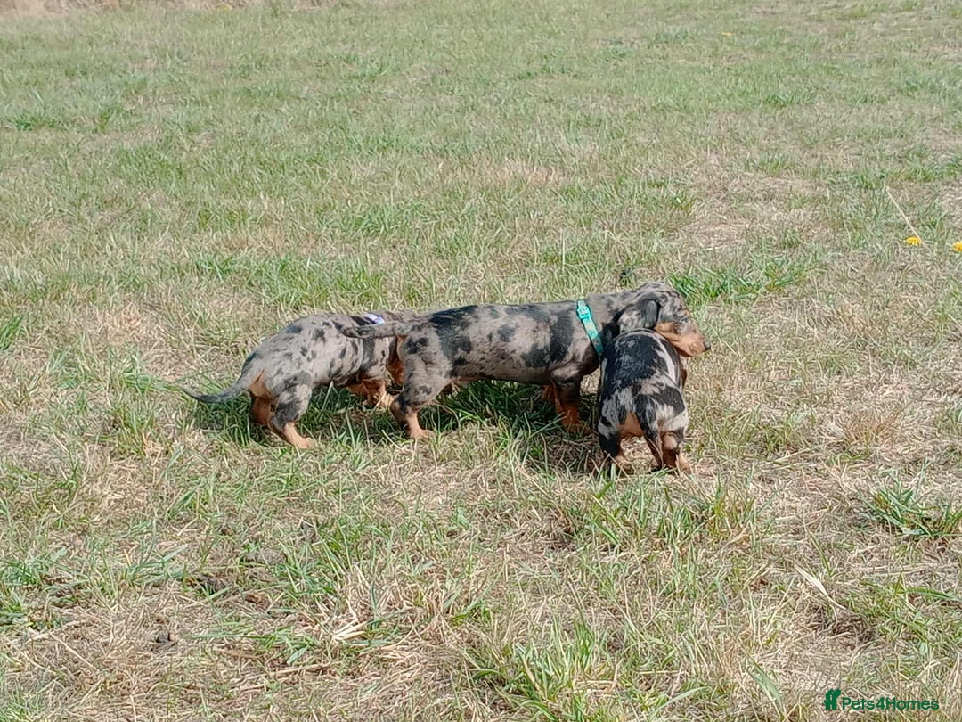 Miniature Dachshund dogs for sale: Stunning silver dapple miniature dachshunds  - Image 8