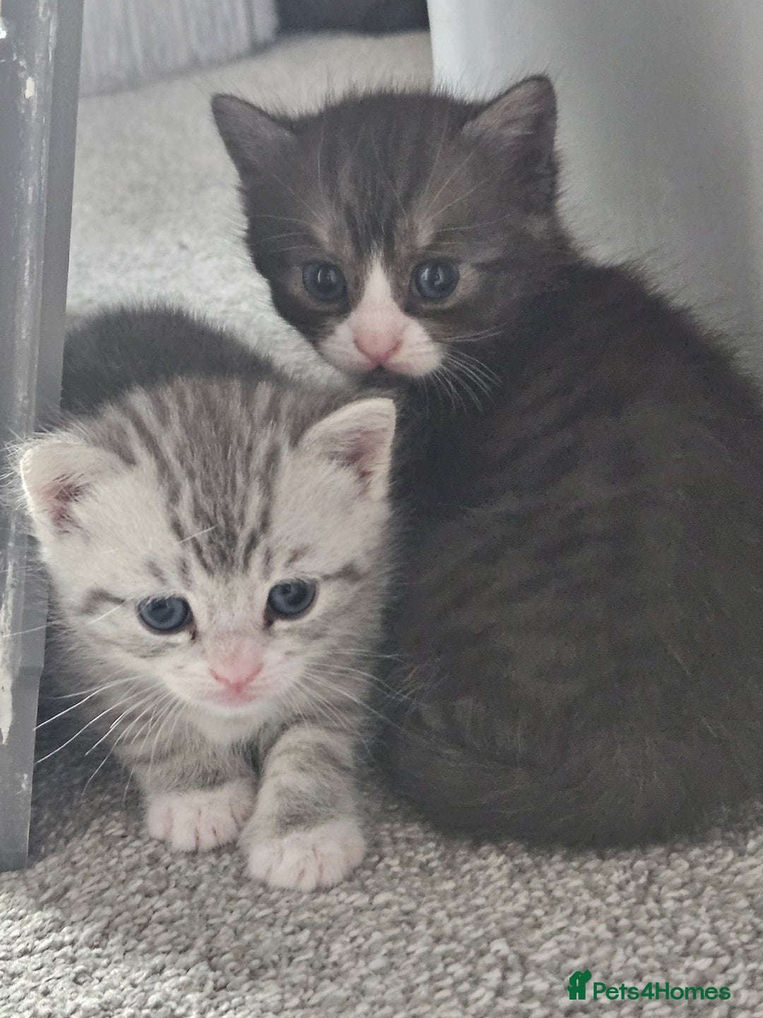 British Shorthair cats for sale: Lovely little British short haired kittens  - Image 18