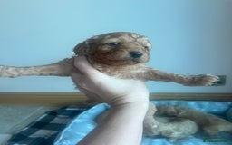 Cockapoo dogs for sale: Stunning litter of Cockerpoos - Image 15