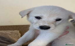 Mixed Breed dogs for sale: 5 Akita x lab puppies - Image 1