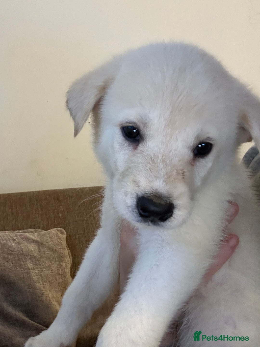 Mixed Breed dogs for sale: 5 Akita x lab puppies - Image 1