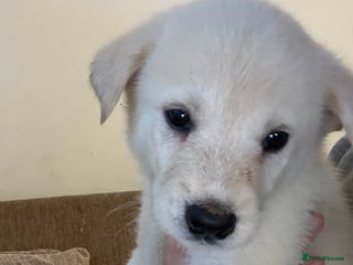 Mixed Breed dogs - Advert 3