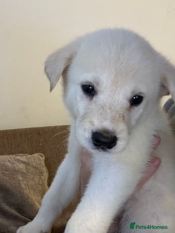 Mixed Breed dogs - Advert 14