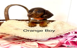 Miniature Dachshund dogs for sale: Lovely Happy Chocolate & Tan Dapple Babies  - Image 17