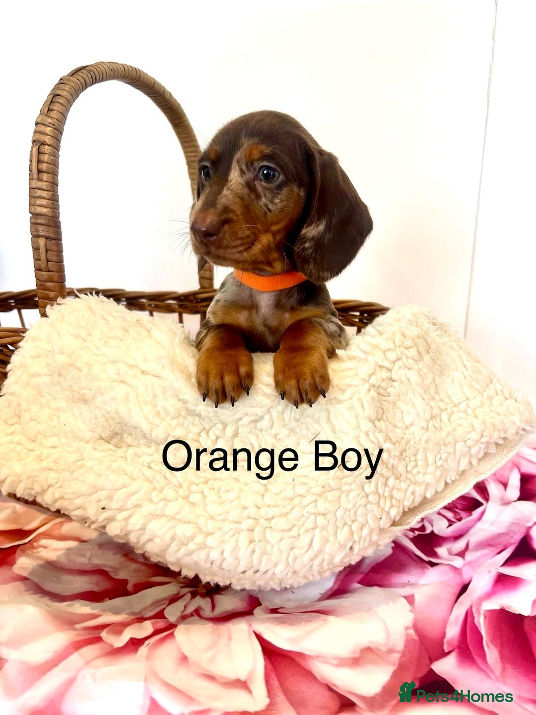 Miniature Dachshund dogs for sale: Lovely Happy Chocolate & Tan Dapple Babies  - Image 17