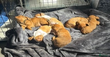 Chiweenie dogs - Advert 4