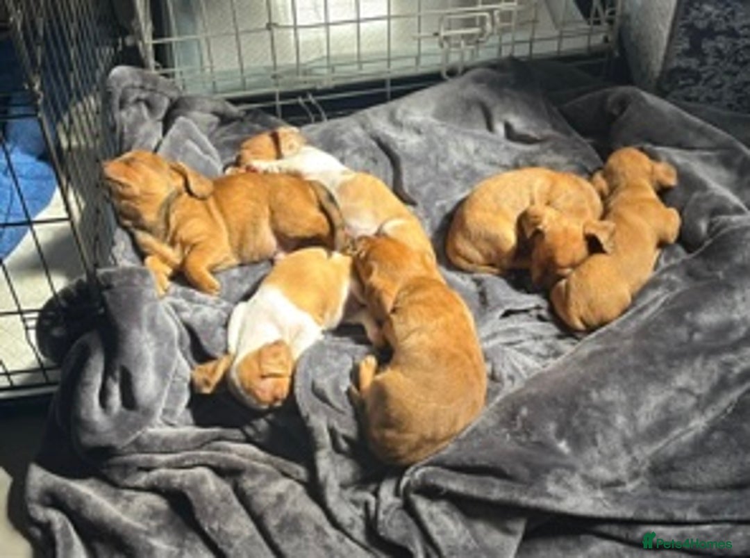Chiweenie dogs for sale: 6 golden brown/whitecheweenies available  - Image 2