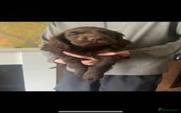 Cocker Spaniel dogs for sale: Stunning Health checked girl🩷ready to go now🐶 - Image 2