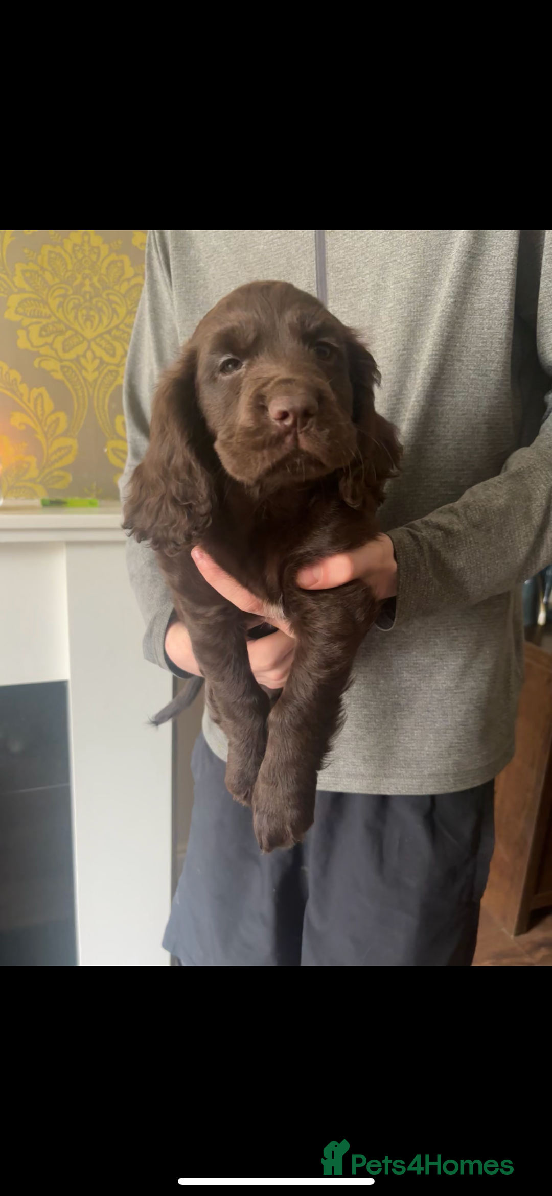 Cocker Spaniel dogs for sale: Stunning Health checked girl🩷ready to go now🐶 - Image 2
