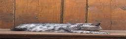 Bengal cats for sale: Bengal cat looking for a loving forever home in London - Advert 9