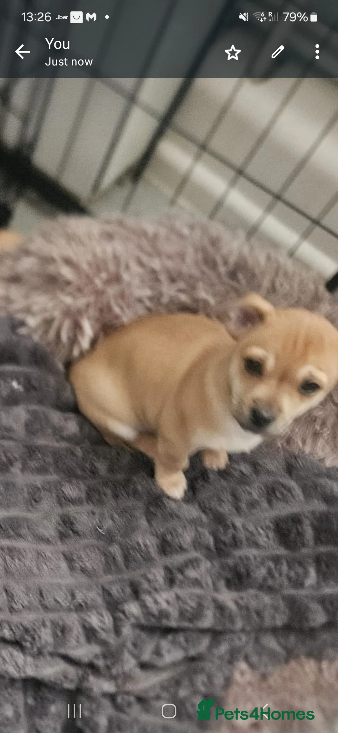 Chihuahua dogs for sale: Chihuahua puppies  - Advert 2