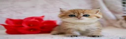 British Shorthair cats for sale: British shorthair available 🦁 - Advert 24