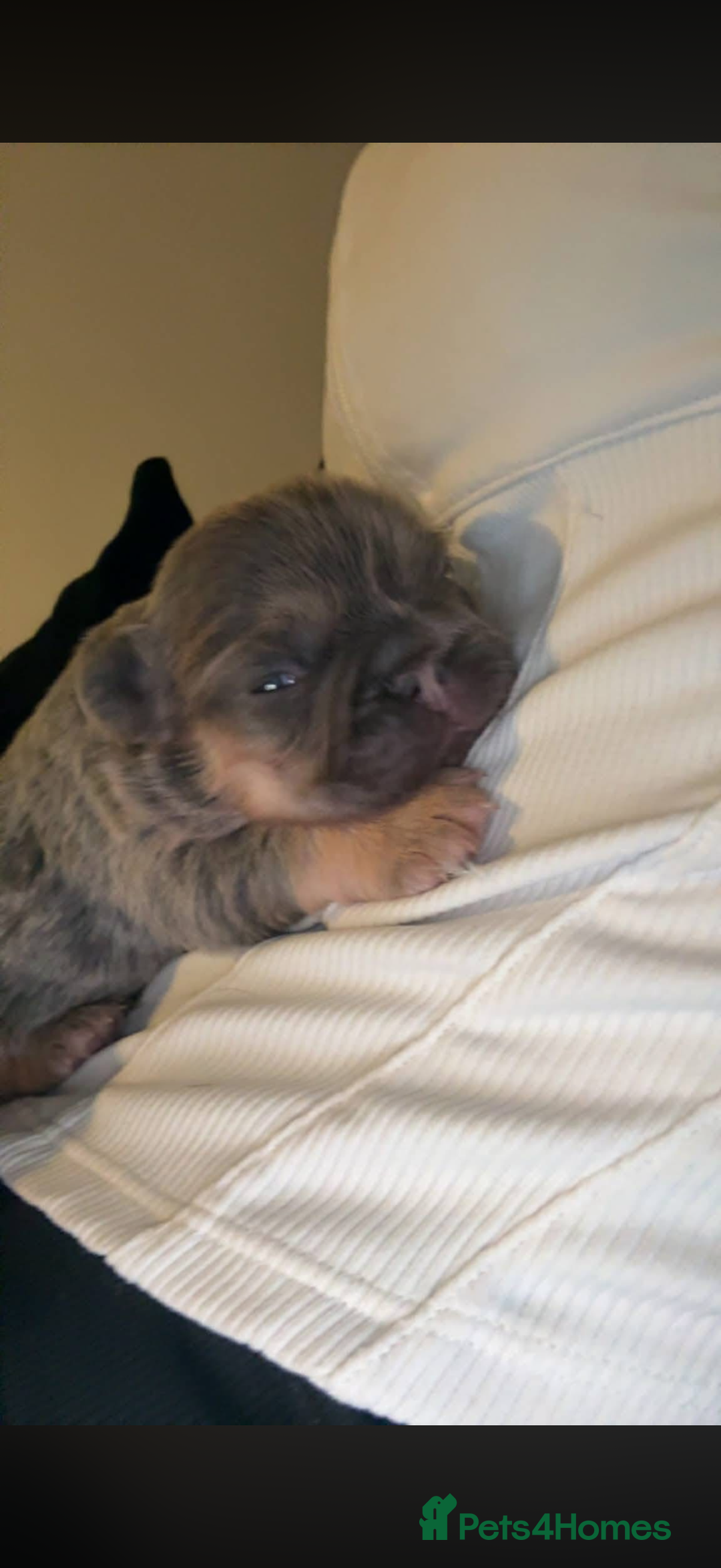 French Bulldog dogs for sale: Fluffy frenchi  - Advert 4