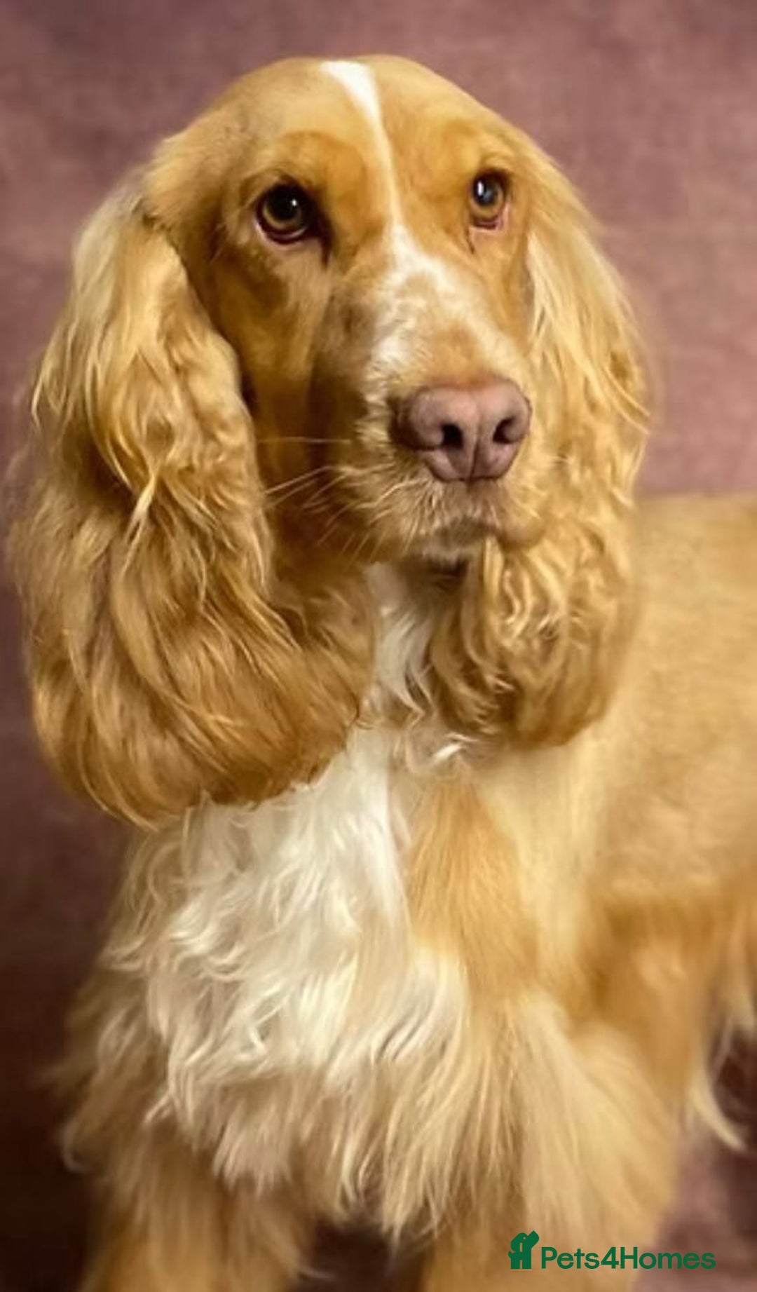 Cocker Spaniel dogs for sale: Extensively health tested, cocker spaniels. - Advert 17