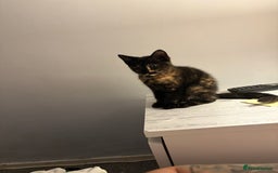 Mixed Breed cats for sale: Female kitten 12 weeks old  - Advert 1